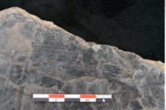 Foto (Detailansicht) von Alethopteris whitbyensis (NHMW-GEO-2024-0188-10483)